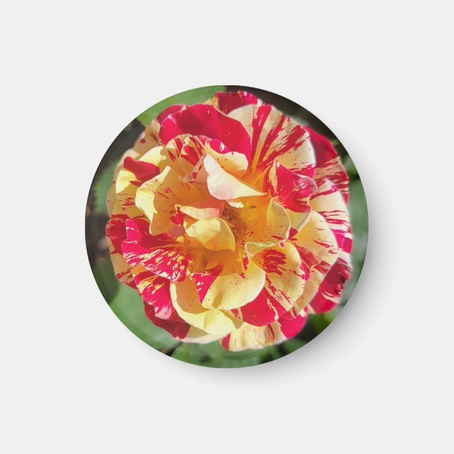 Aimant Rose rouge et jaune variable (Devant)