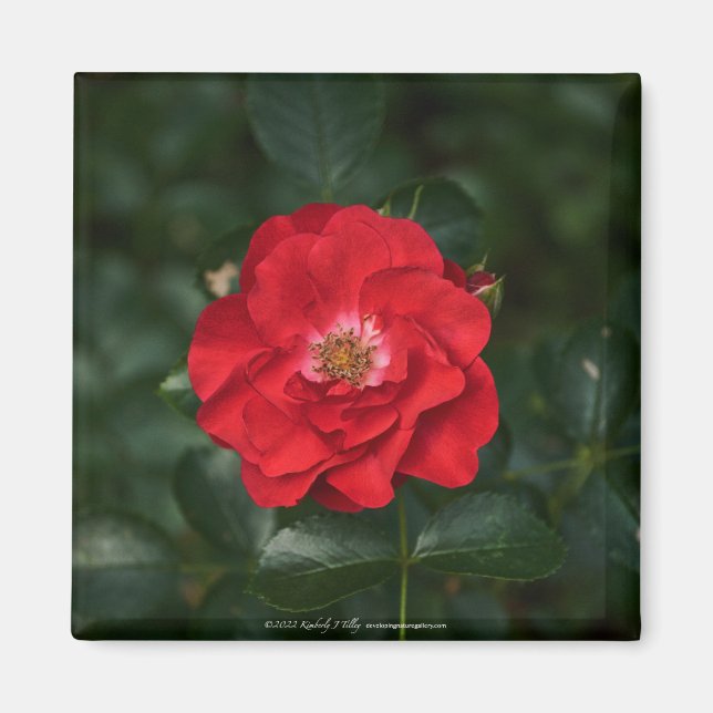 Aimant Rose rouge P6568 (Devant)