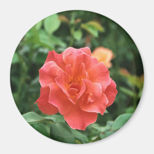 Aimant Rose rouge pâle...