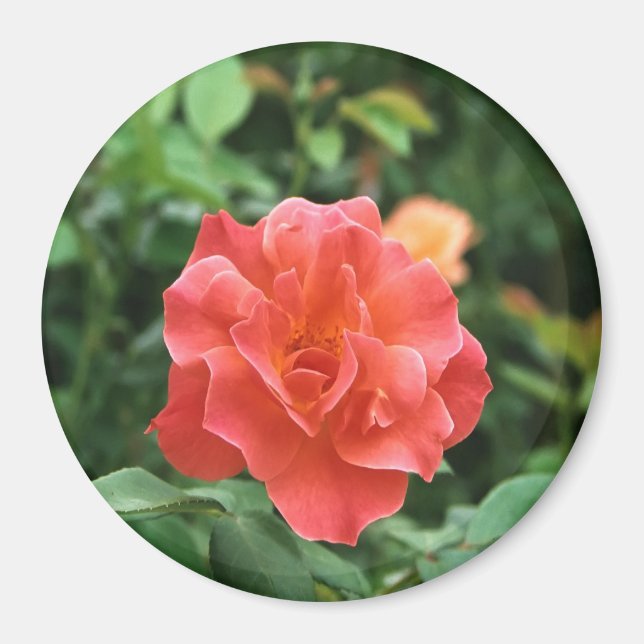 Aimant Rose rouge pâle... (Devant)