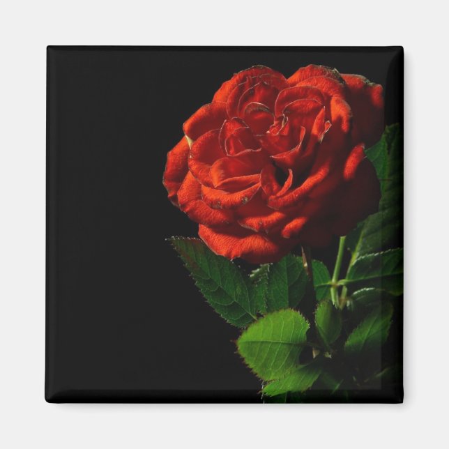 Aimant Rose rouge sur Floral noir (Devant)