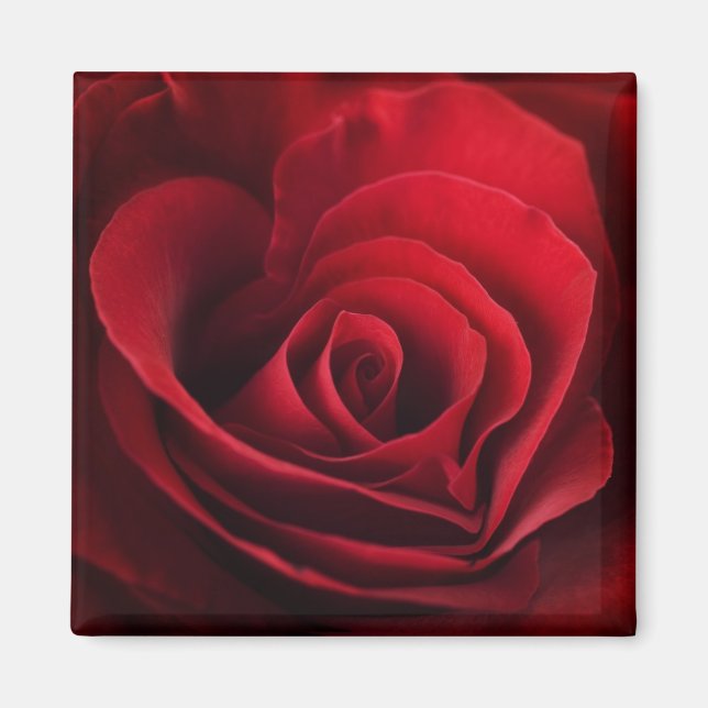 Aimant Rose rouge Valentine (Devant)