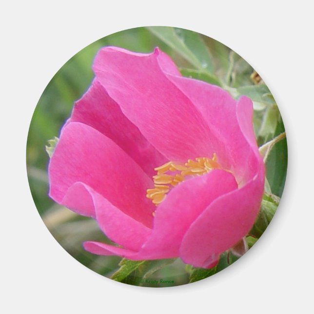 Aimant Rose sauvage F7 (Devant)