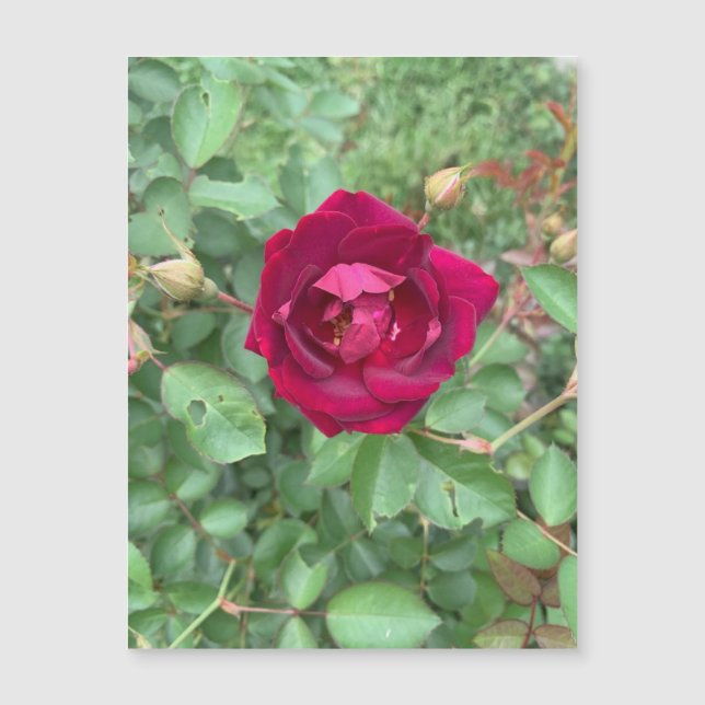 Aimant Rose voilé (Devant)