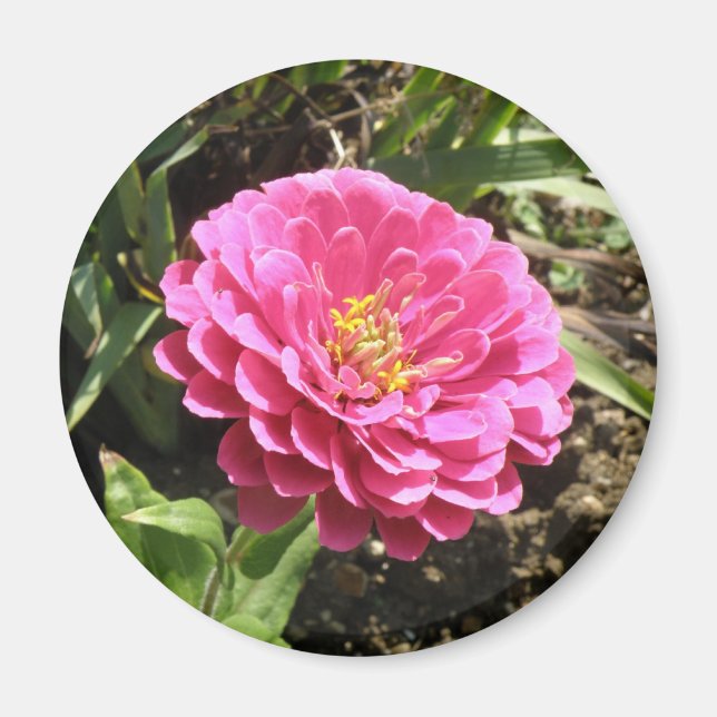 Aimant rose Zinnia (Devant)