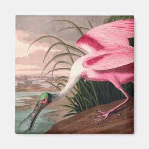 Aimant Roseate Spoonbill Audubon Bird Wildlife