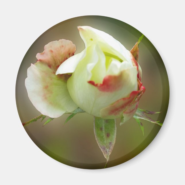 Aimant rosebud brillant (Devant)