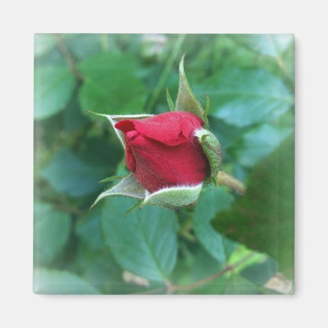 Aimant rosebud rouge (Devant)