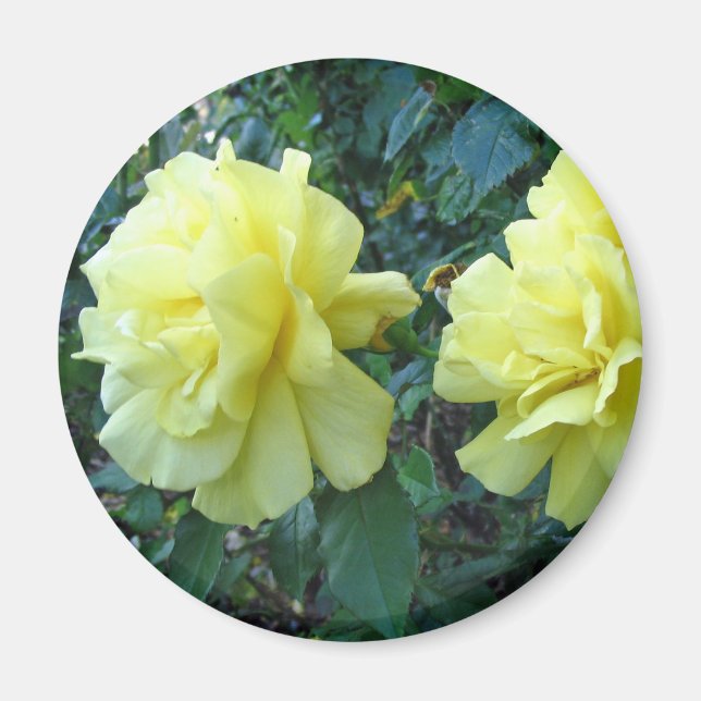 Aimant Roses jaunes (Devant)