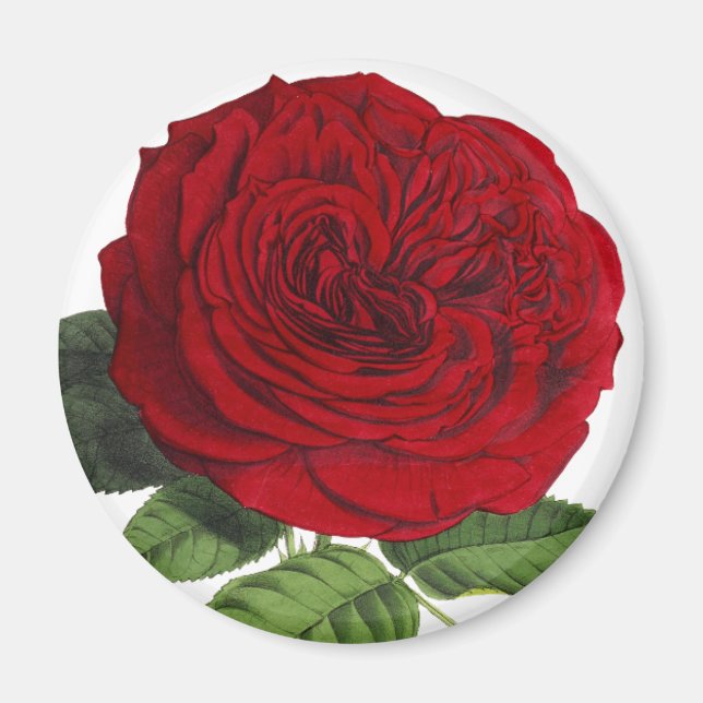 Aimant Roses Rose Rouge Vintage (Devant)