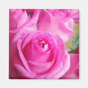 Aimant Roses roses vives