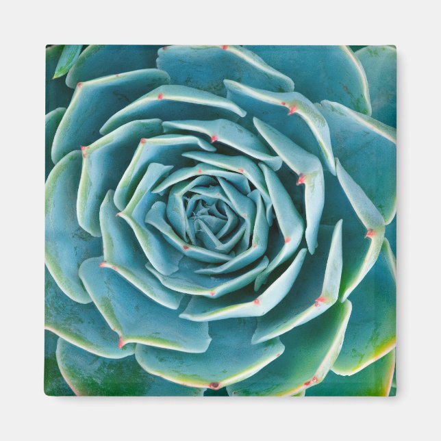 Aimant Rosette d'Echeveria, Jardin Secret de Marrakech (Devant)