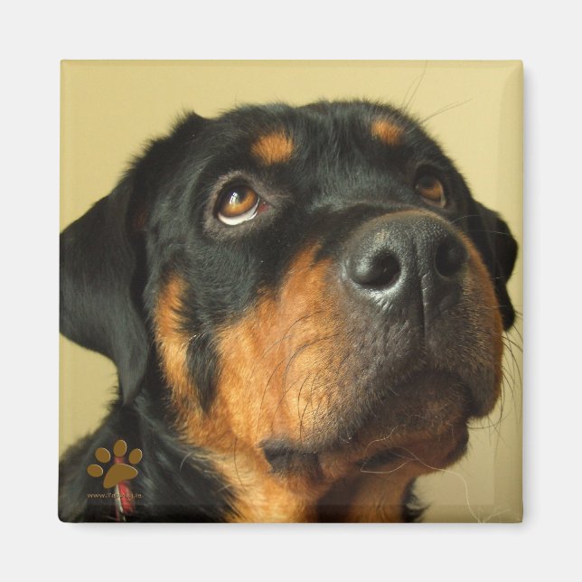 Aimant Rottweiler (Devant)