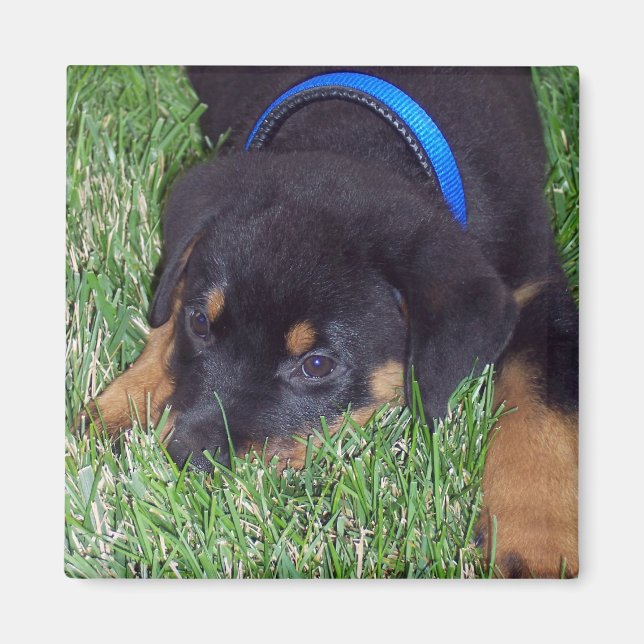Aimant rottweiler pup. (Devant)