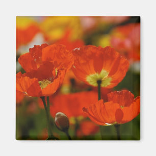 Aimant rouge de pavots