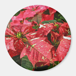 Aimant Rouge et blanc Poinsettias