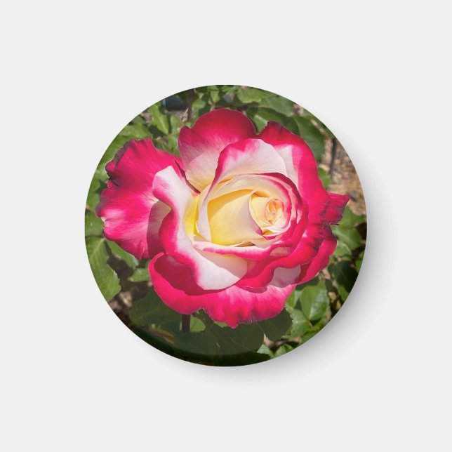 Aimant Rouge et rose jaune (Devant)