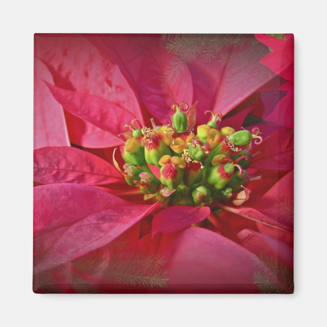 Aimant Rouge Poinsettia - Noël (Devant)