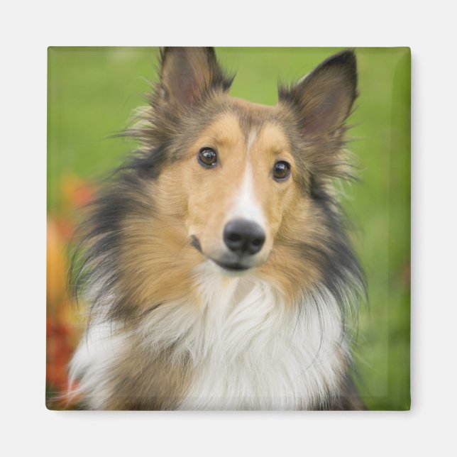 Aimant Rough Collie, chien (Devant)