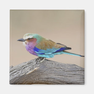 Aimant Rouleau de Lilas-breasted (caudata de Coracias)