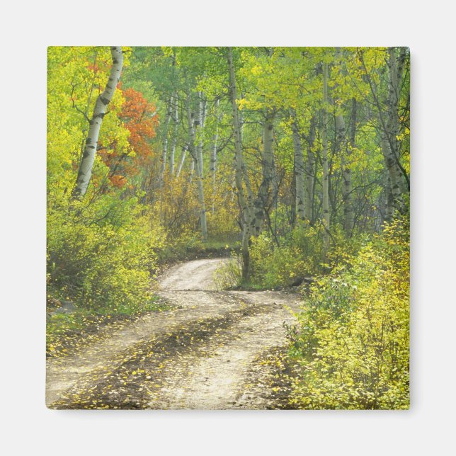 Aimant Route avec couleurs d'automne et trembles à Kebler (Devant)