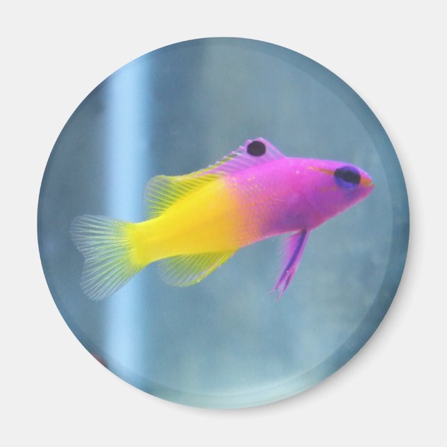 Aimant Royal Gramma Photo (Devant)