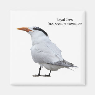Aimant Royal Tern