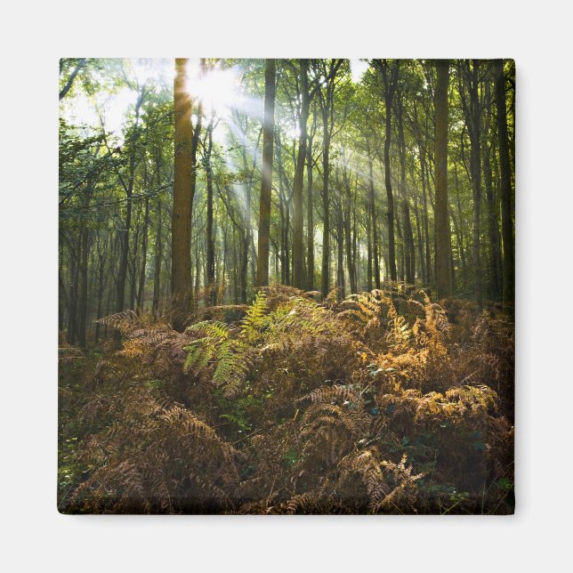 Aimant Royaume-Uni, Angleterre. Rayons de soleil traversa (Devant)