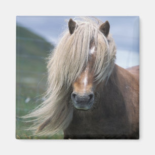 Aimant Royaume-Uni, Écosse, Îles Shetland, poney Shetland