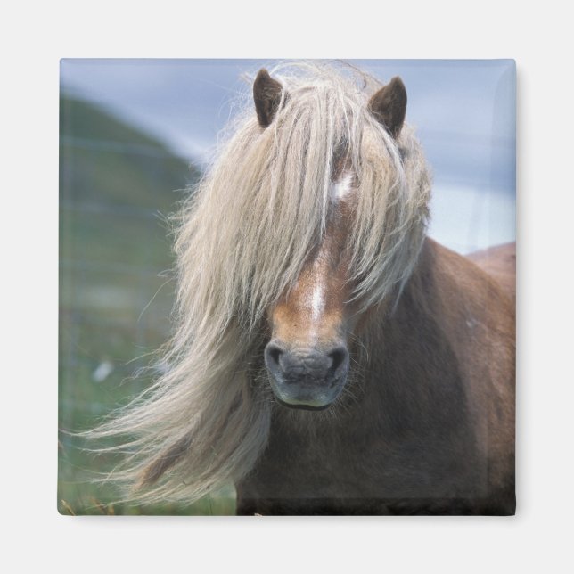 Aimant Royaume-Uni, Écosse, Îles Shetland, poney Shetland (Devant)