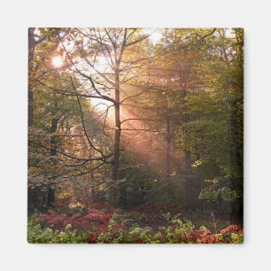 Aimant Royaume-Uni. Forêt de Dean. Rayon de soleil pénétr