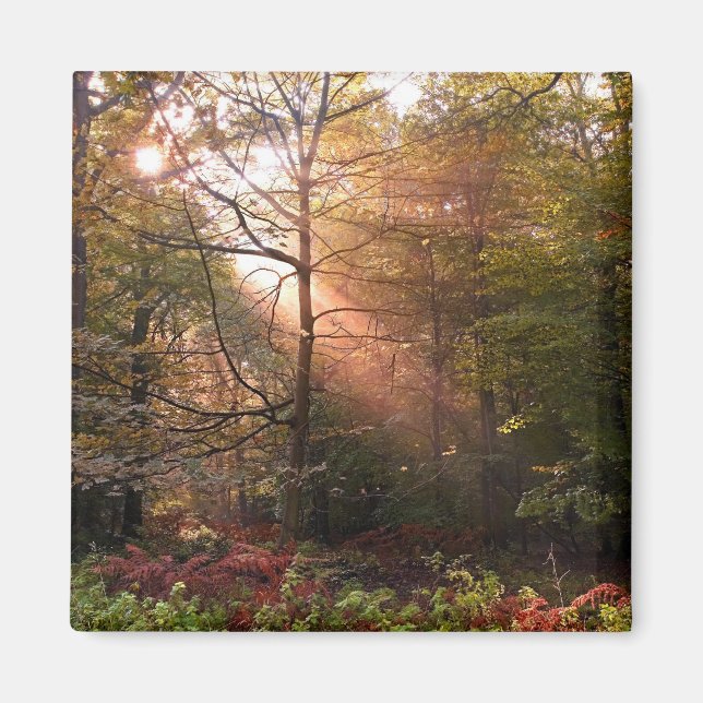 Aimant Royaume-Uni. Forêt de Dean. Rayon de soleil pénétr (Devant)