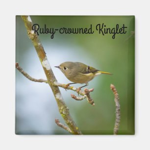 Aimant Ruby Crowned Kinglet