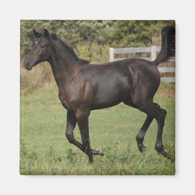 Aimant Running-Horse-2 (Devant)