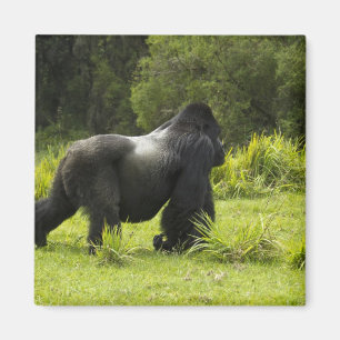 Aimant Rwanda, Parc national des volcans