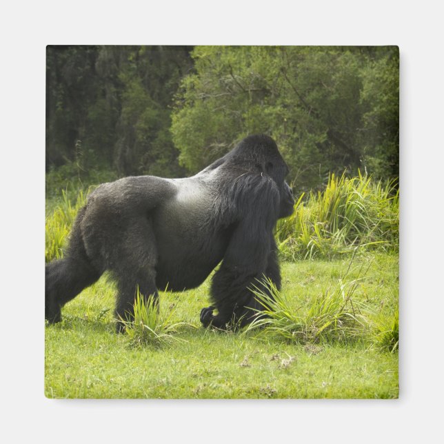 Aimant Rwanda, Parc national des volcans (Devant)