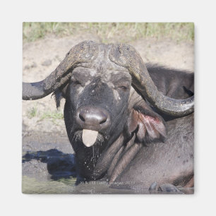 Aimant Sabi ponce la garde, la province de Mpumalanga, 2