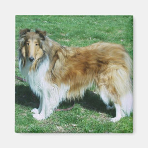 Aimant Sable Rough Collie