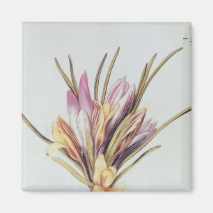 Aimant Safran ou crocus, de 'La Guirlande de Julie'