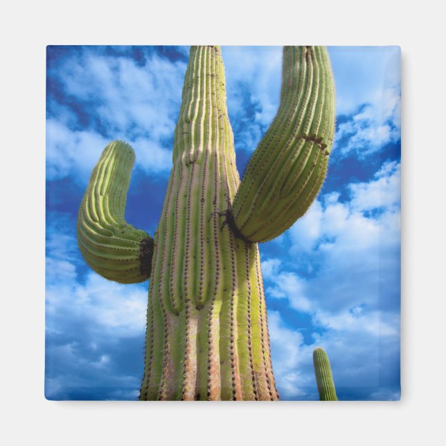 Aimant Saguaro cactus portrait, Arizona (Devant)