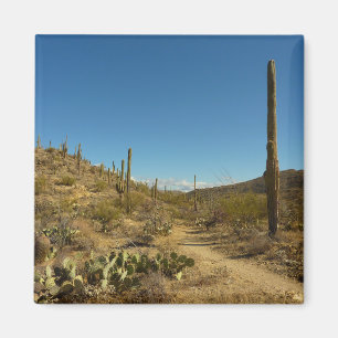 Aimant Saguaro's Carillo Trail in Saguaro National Park