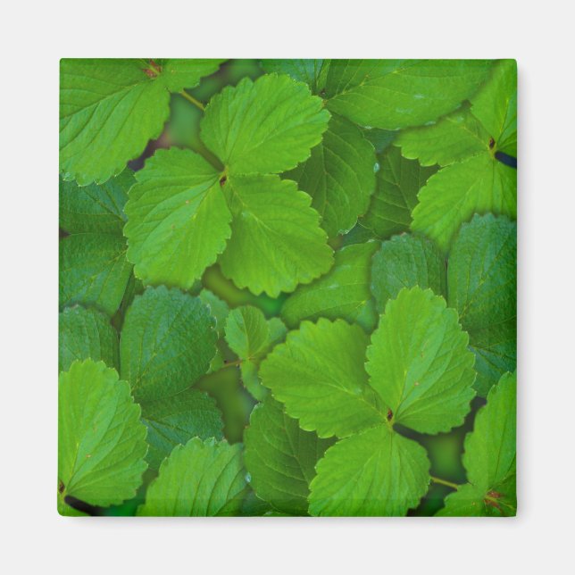 Aimant Saint Basil Tulsi Green Mint Feuilles (Devant)