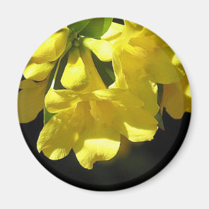 Aimant saisissant de jasmin jaune