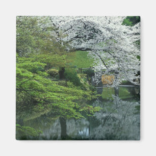 Aimant Sakura, jardin Koishikawa Koraku-en, Tokyo,