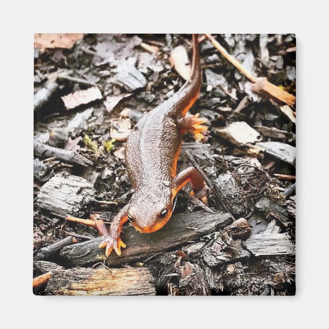 Aimant Salamandre dans la forêt, Oregon (Devant)