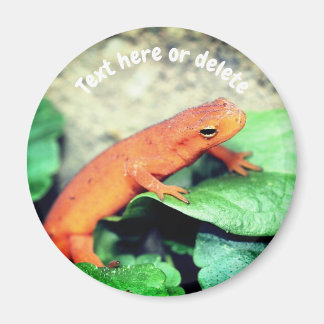 Aimant Salamandre Red Eft Nature Personnalisée