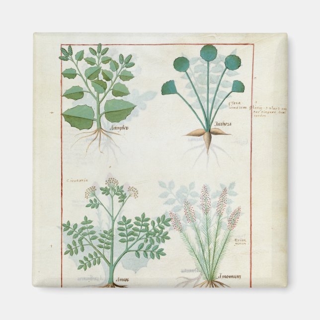 Aimant Salt Bush et Anthora Absinthium et Cardamom (Devant)