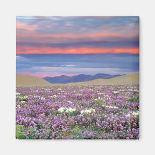 Aimant Sand Verbena & Dune Primrose Fleurs sauvages au co