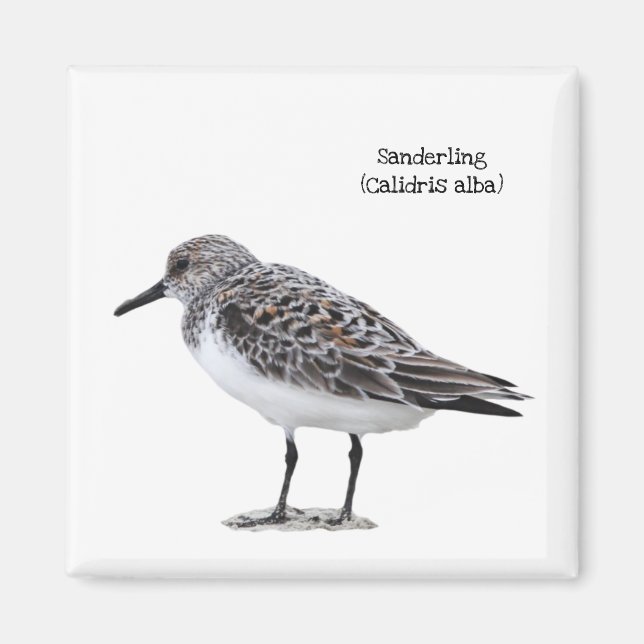 Aimant Sanderling (Devant)