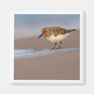 Aimant Sanderling 2x2